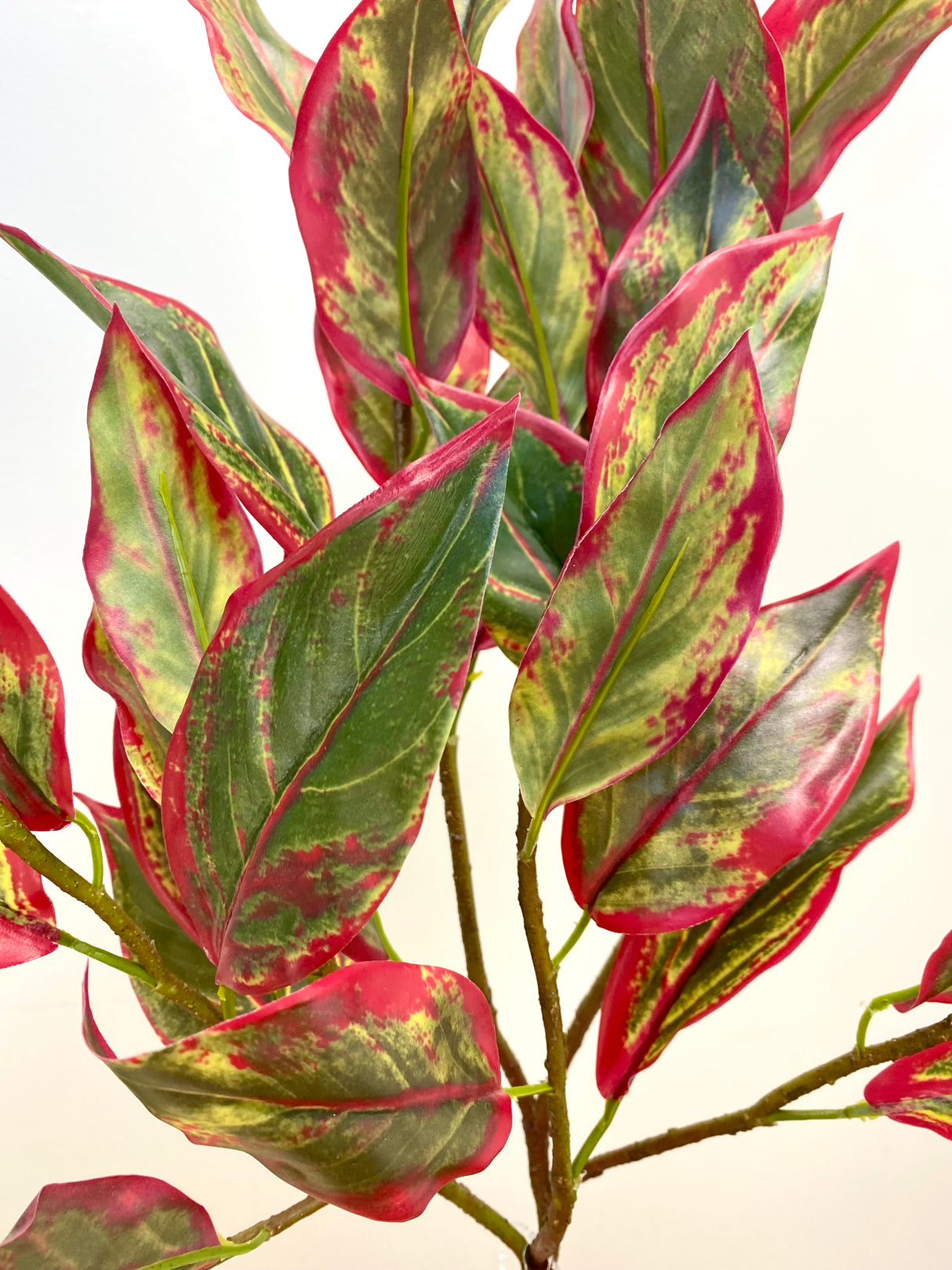 UV Protect Cordyline Bush