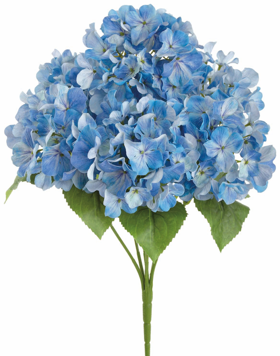 Blue UV Protect Hydrangea Bush