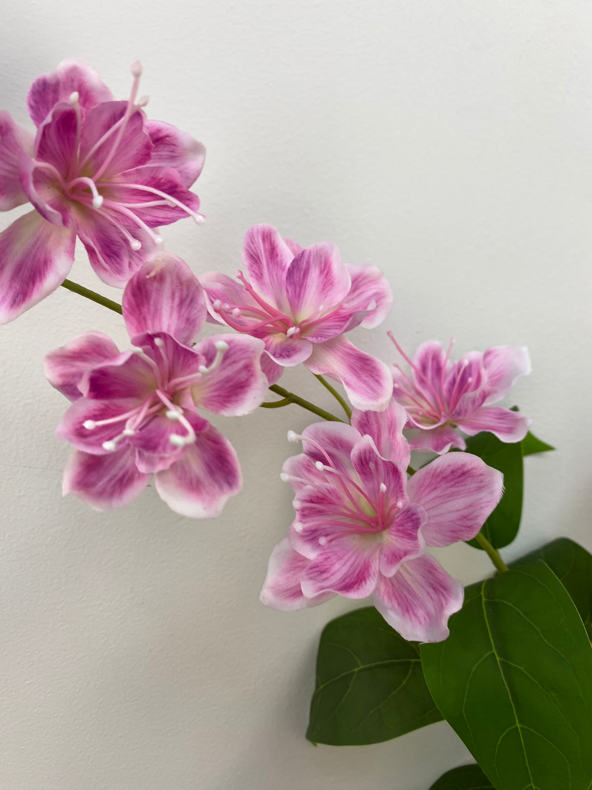 Nova Pink Jasmine Spray