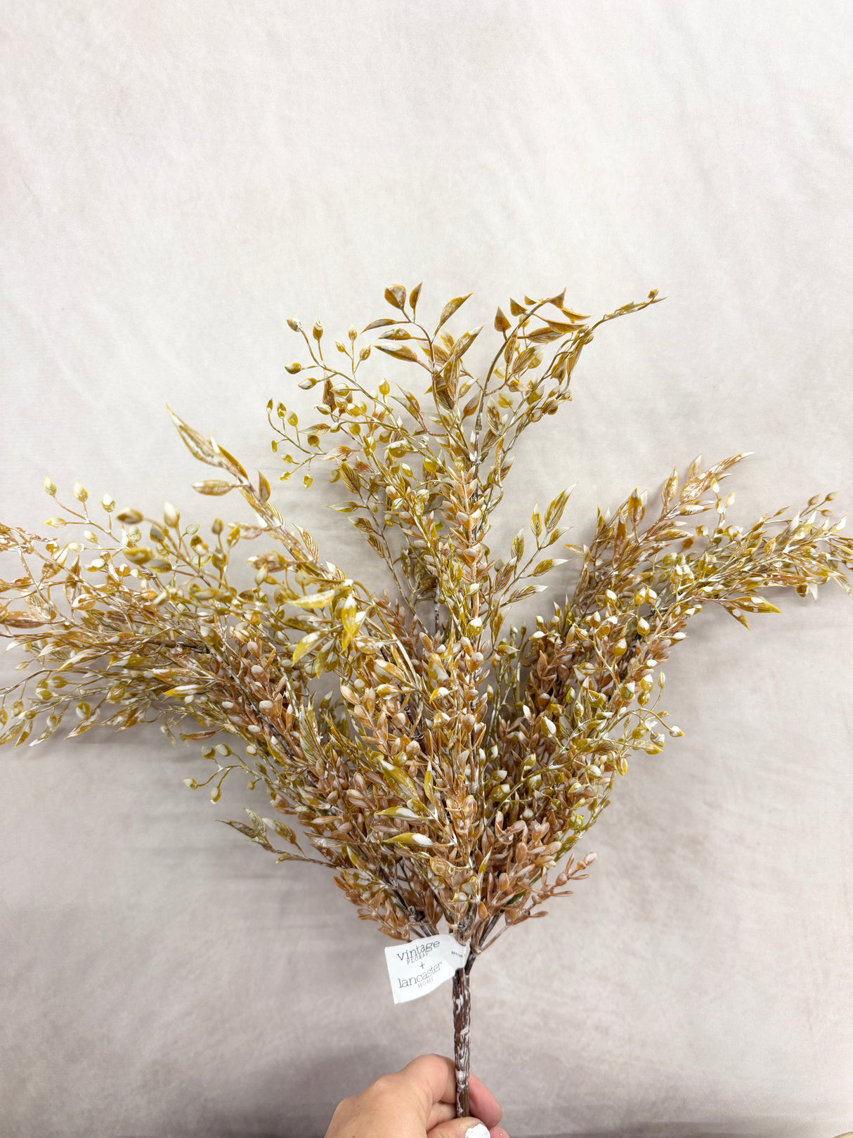 Ambermist Sage Bush