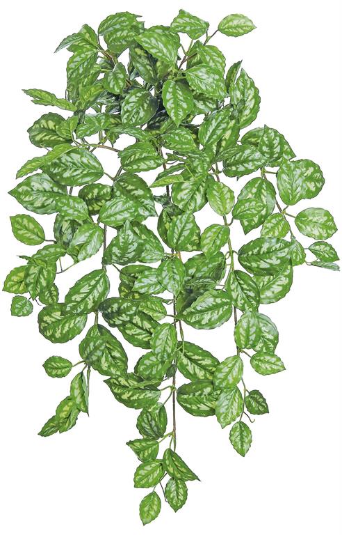 Pilea Leaf Hanging Bush