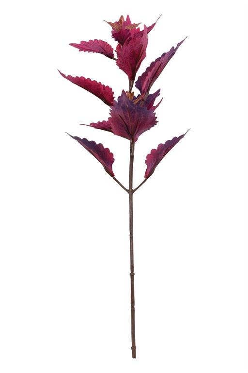 Crimson Hilo Coleus Pick