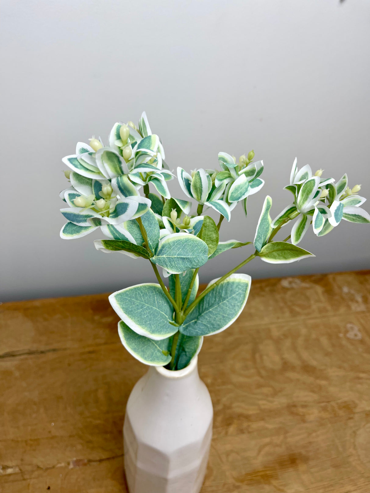 Snow On The Mountain Spray