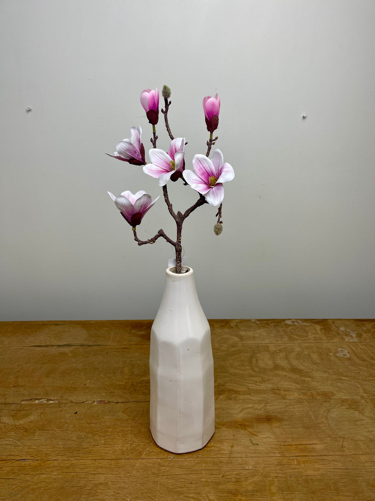 Saucer Magnolia Stem