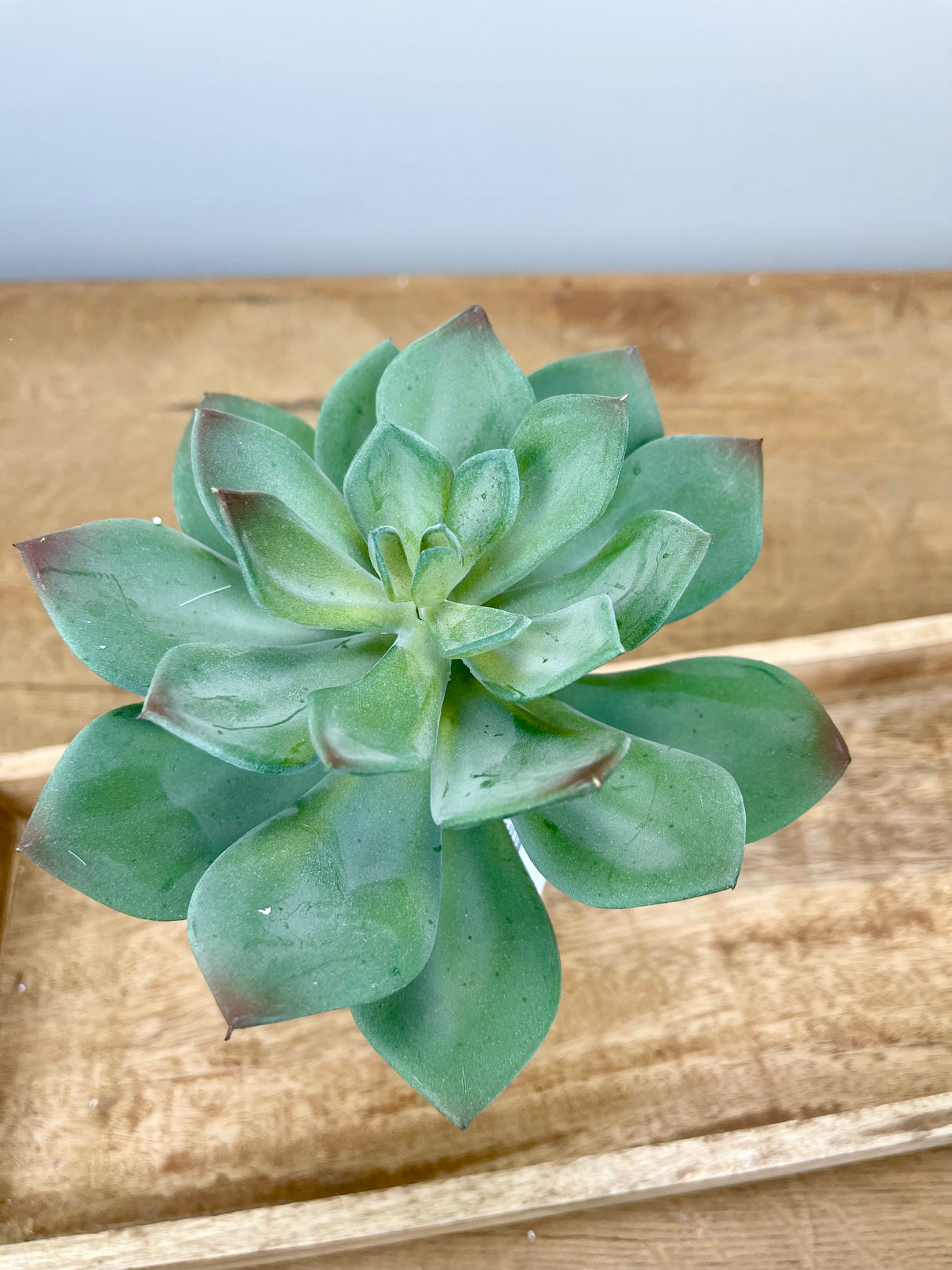 Large Echeveria Pick