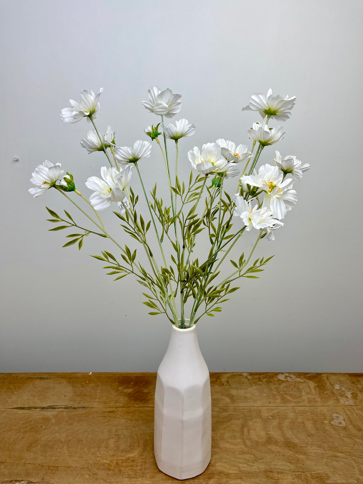 White Cosmos Bush