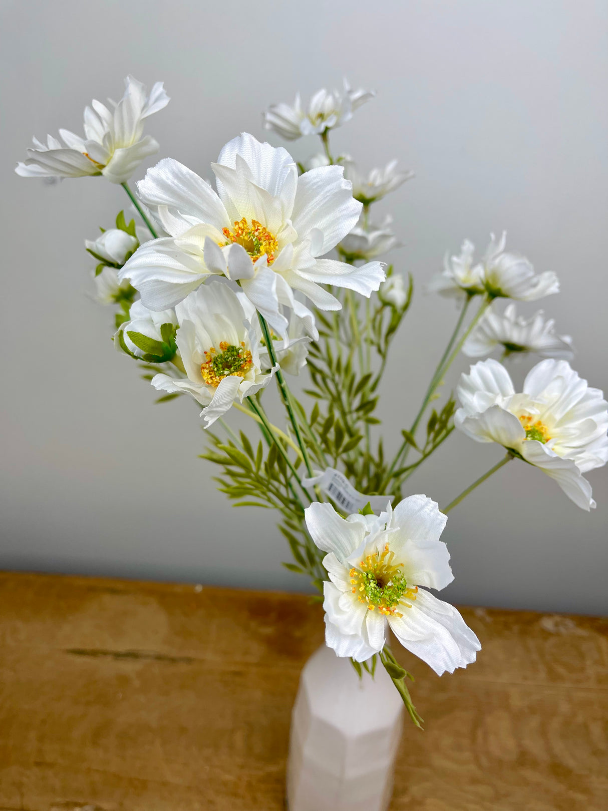 White Cosmos Bush