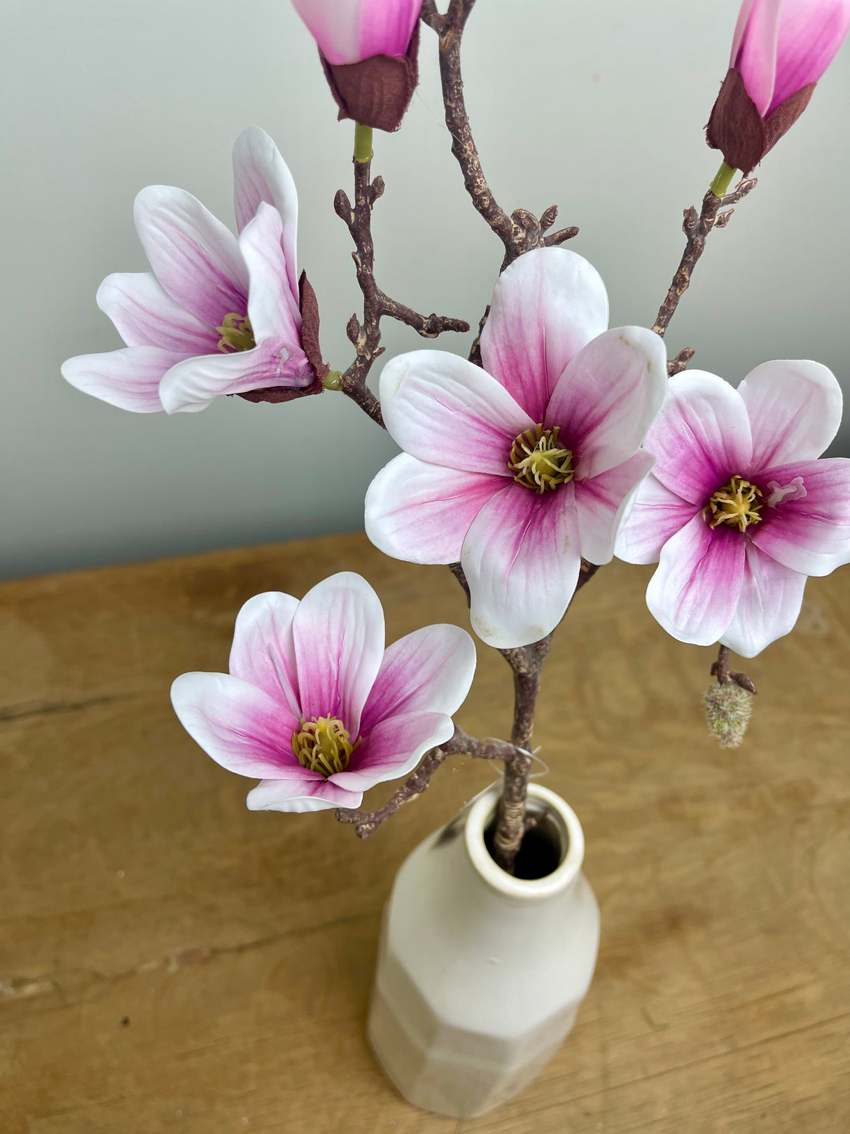 Saucer Magnolia Stem