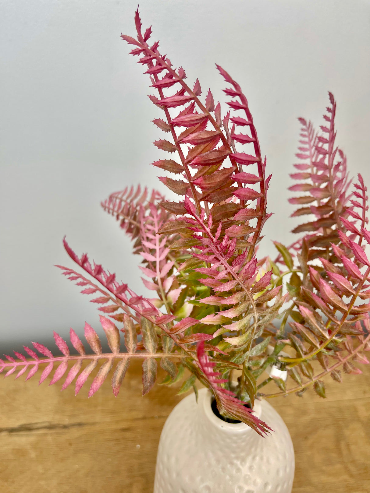 Mauve Fern Bundle