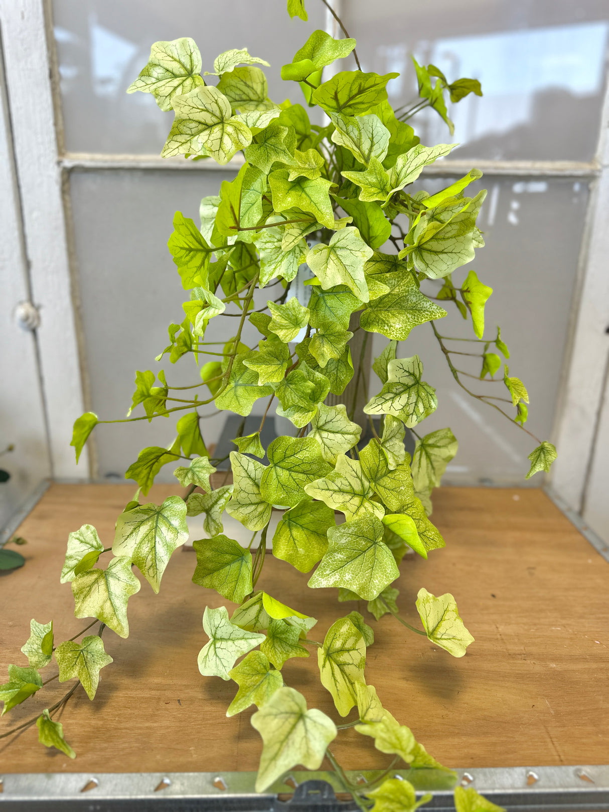 Lime Hanging Garden Ivy Bush