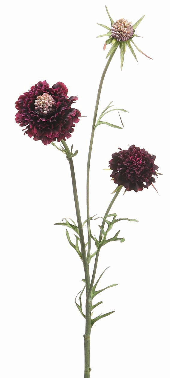 Eggplant Scabiosa Spray