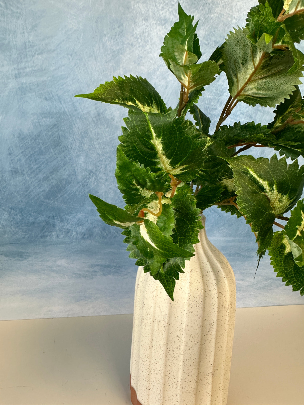 Green UV Protect Coleus Bush