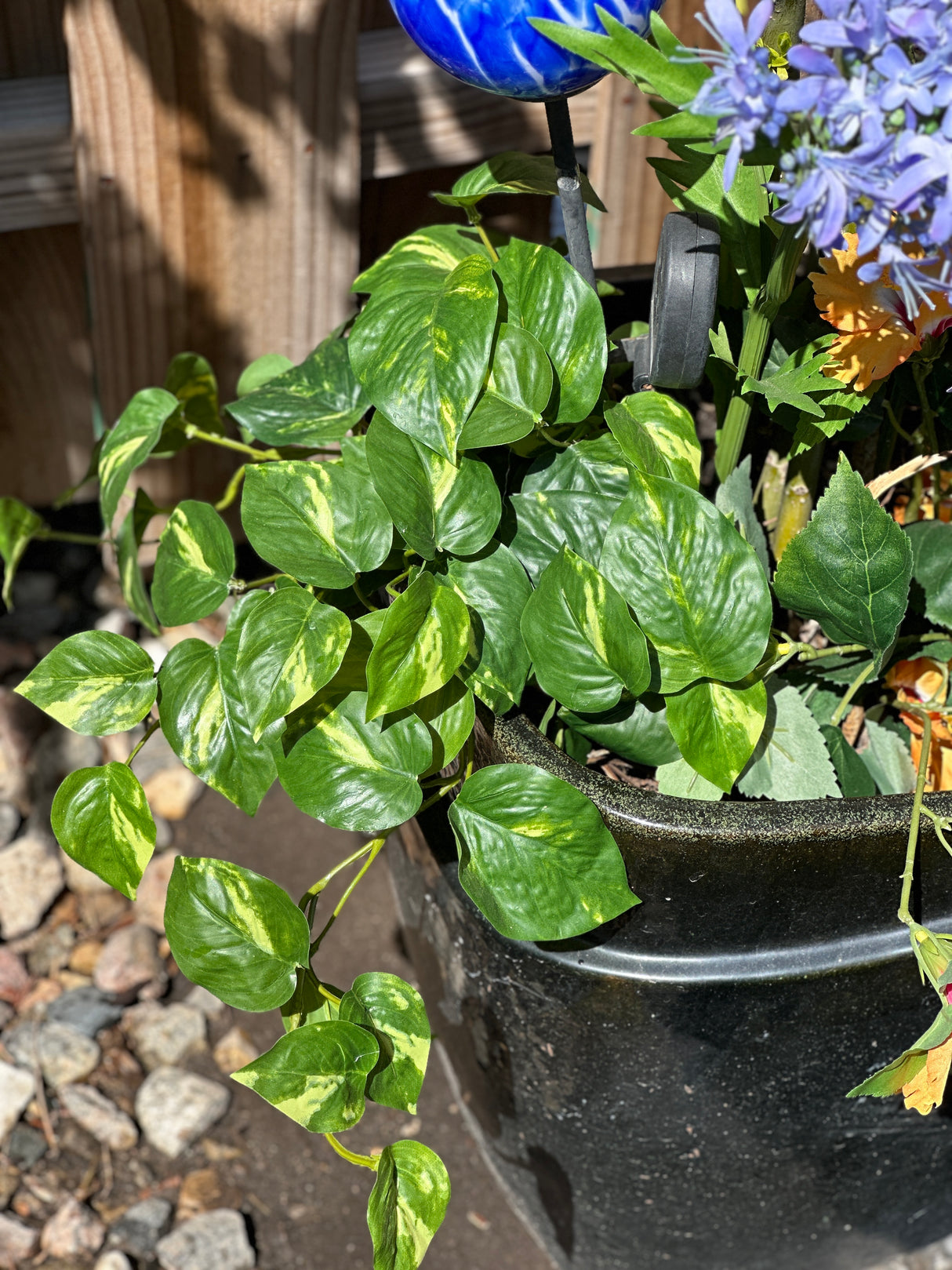 Athens Pothos Bush