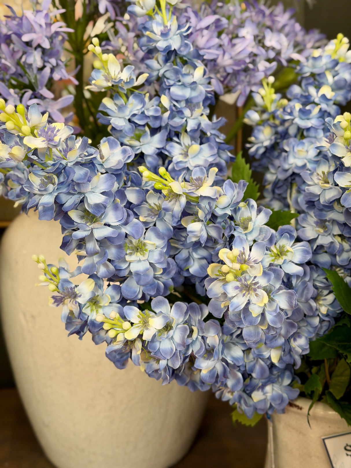 Blue Blooms Delphinium Bush