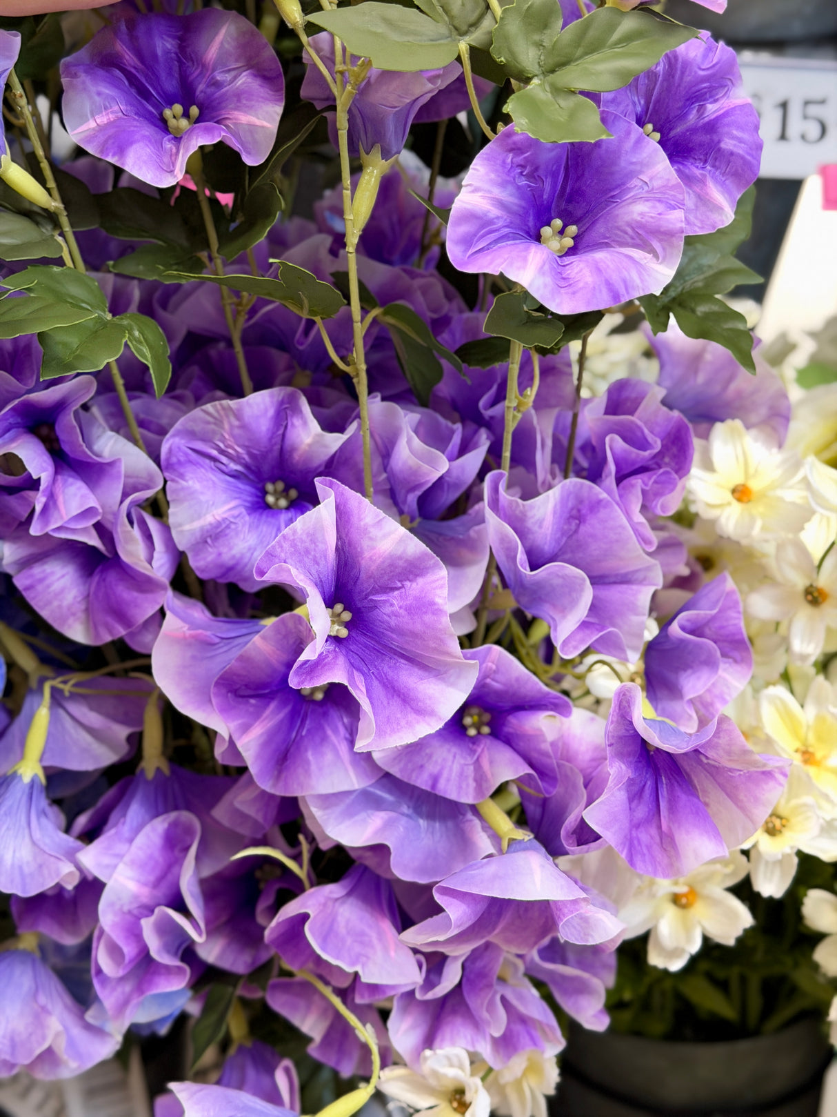Lavender Morning Glory Spray
