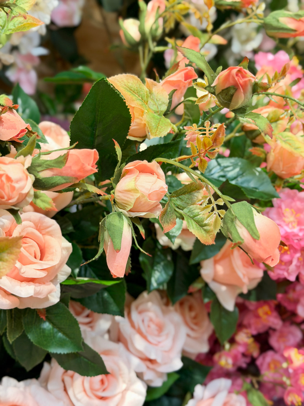 Peach Climbing Rose Spray