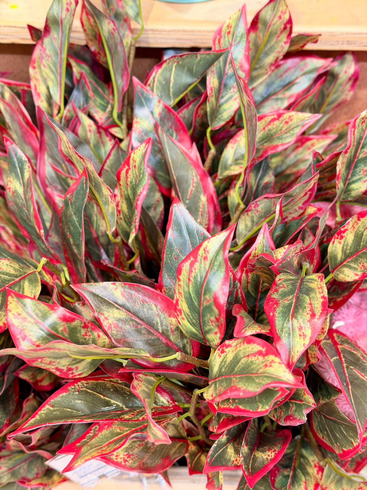 UV Protect Cordyline Bush