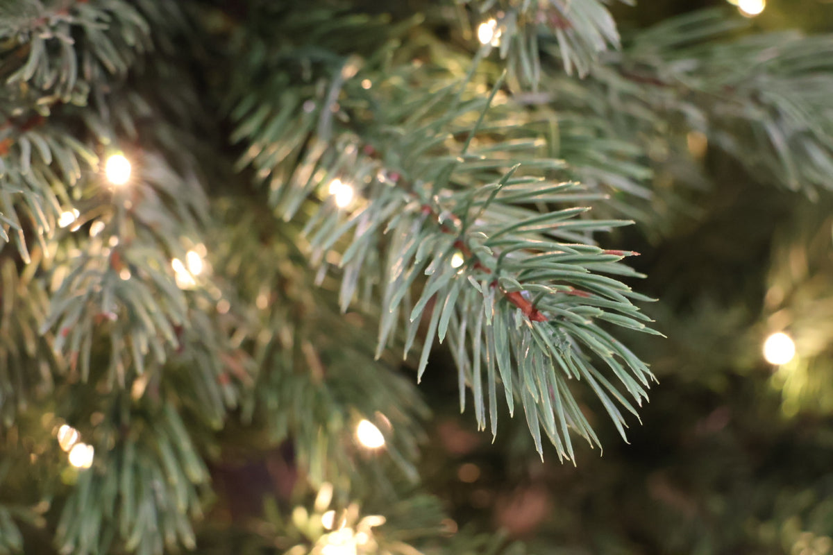 7.5' Dual-Lit Prospect Pine Christmas Tree