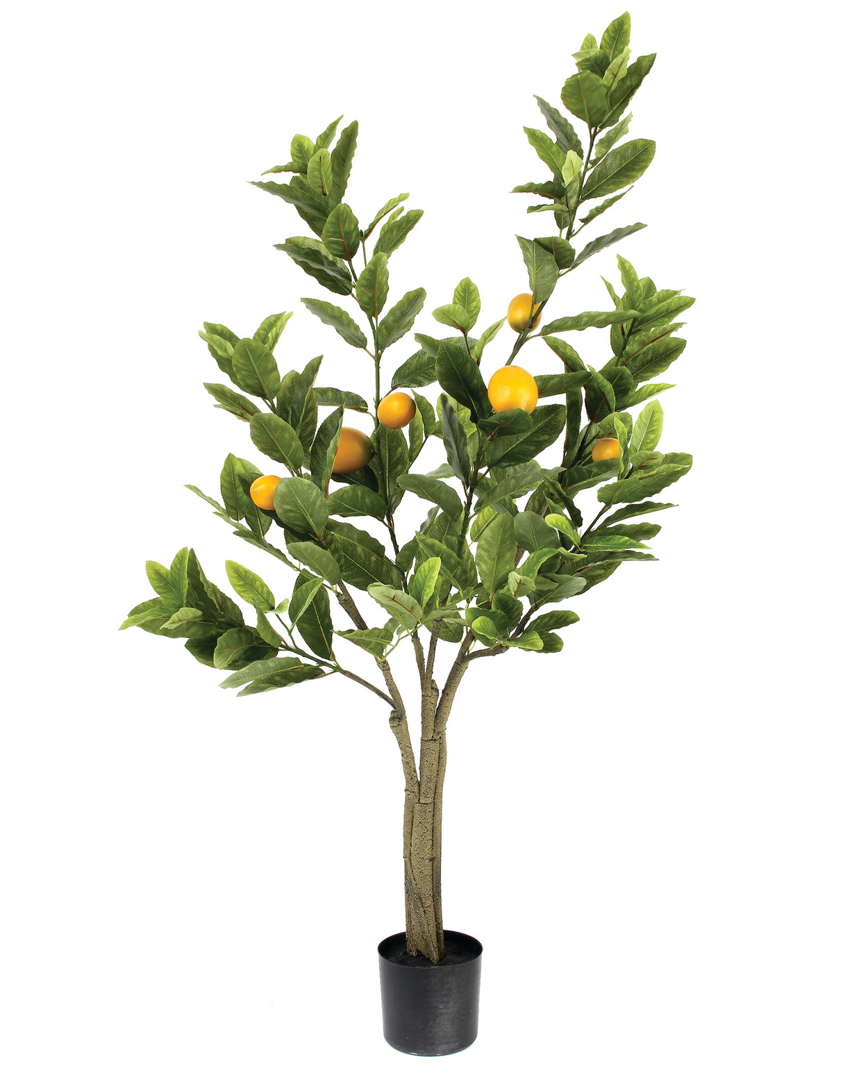 4' Potted Lemon Tree -Pickup Only