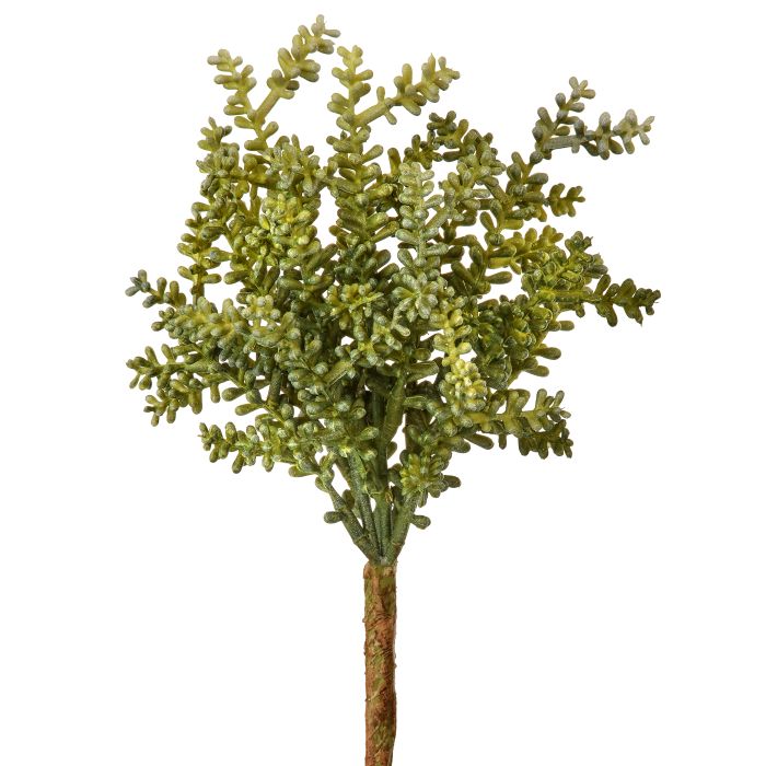 UV Protect Baby Tear Succulent