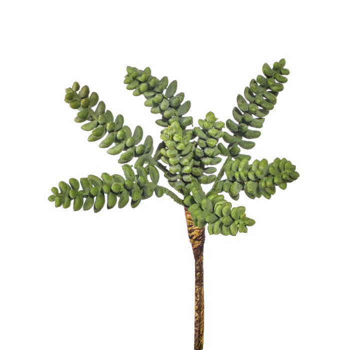 UV Protect Draping Burrow Tail Succulent