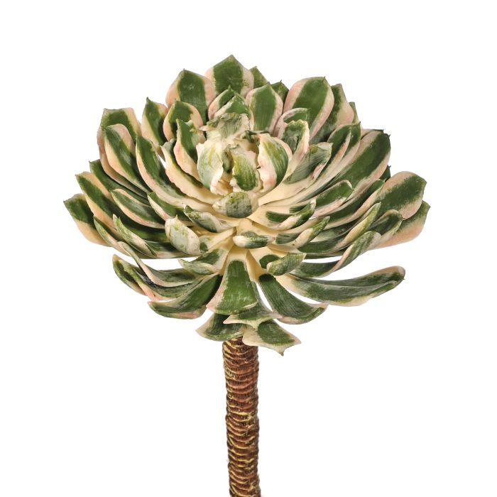UV Protect Spoon Succulent