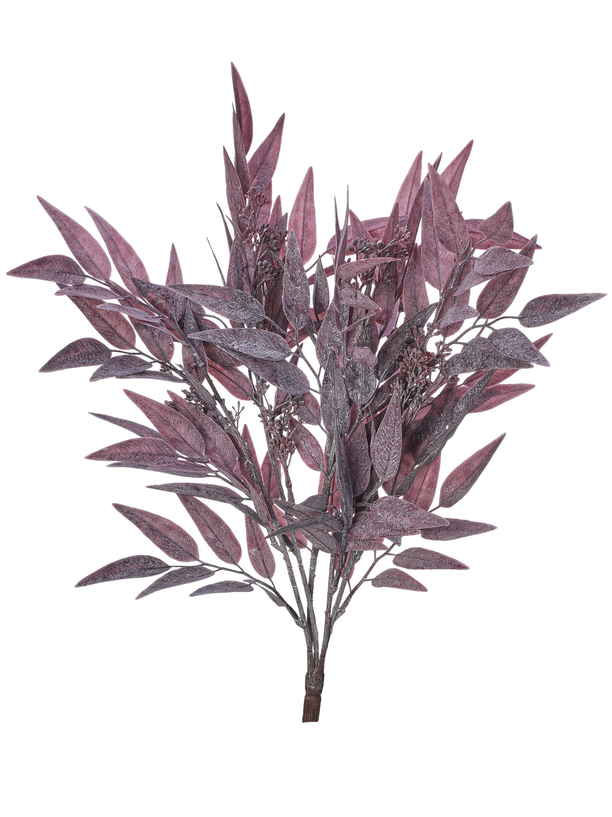 Seeded Dusty Bayleaf Bush