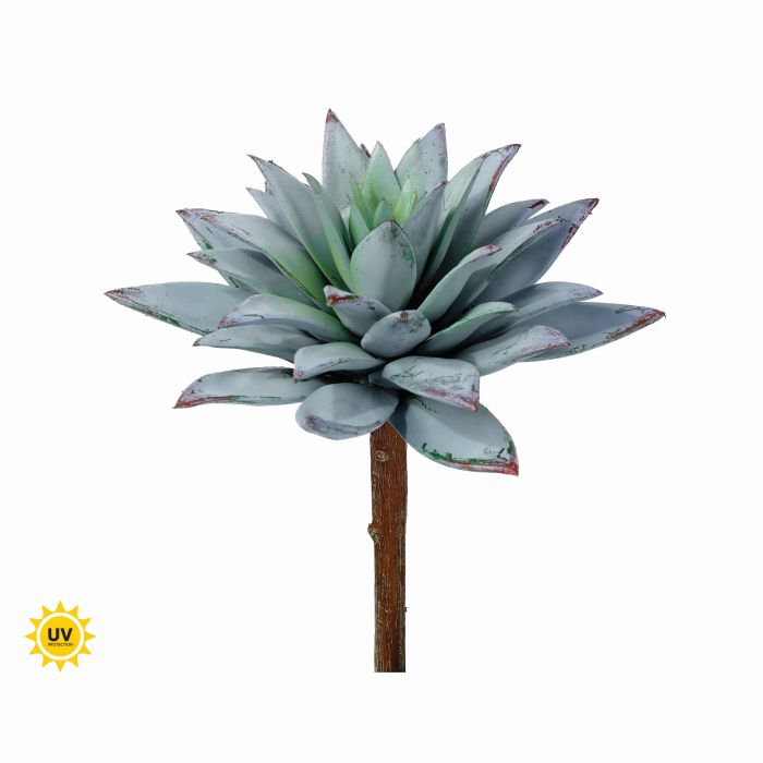 UV Protect Star Succulent