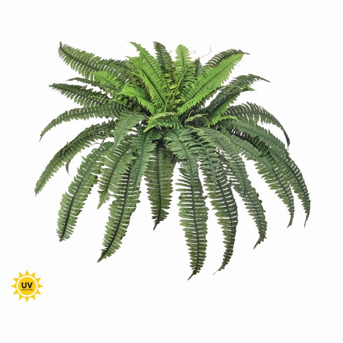 UV Protect Estate Boston Fern