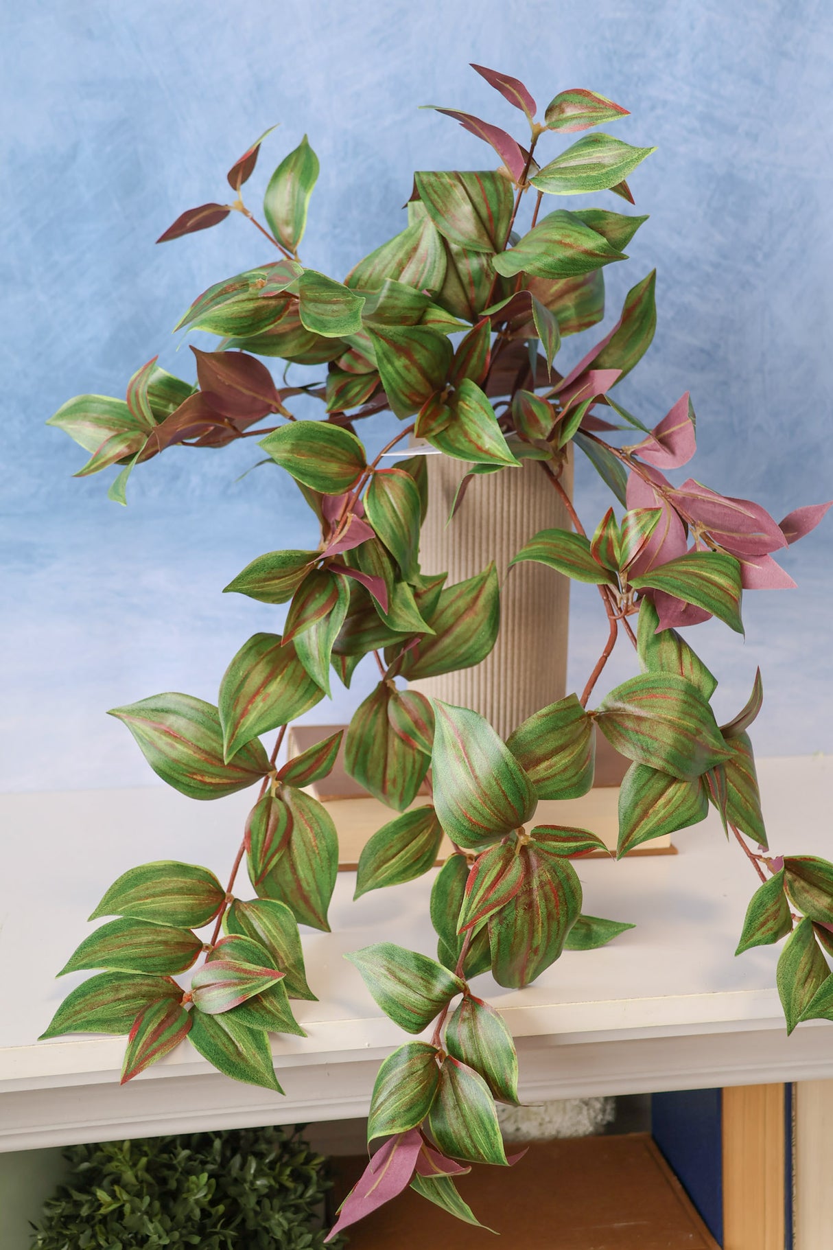 Tradescantia Hanging Bush