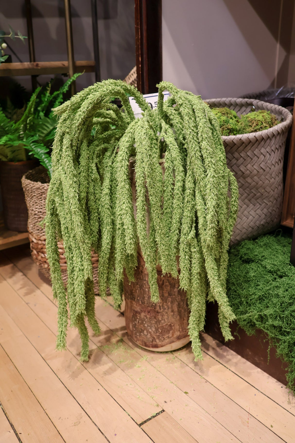 Jumbo Draping Amaranthus