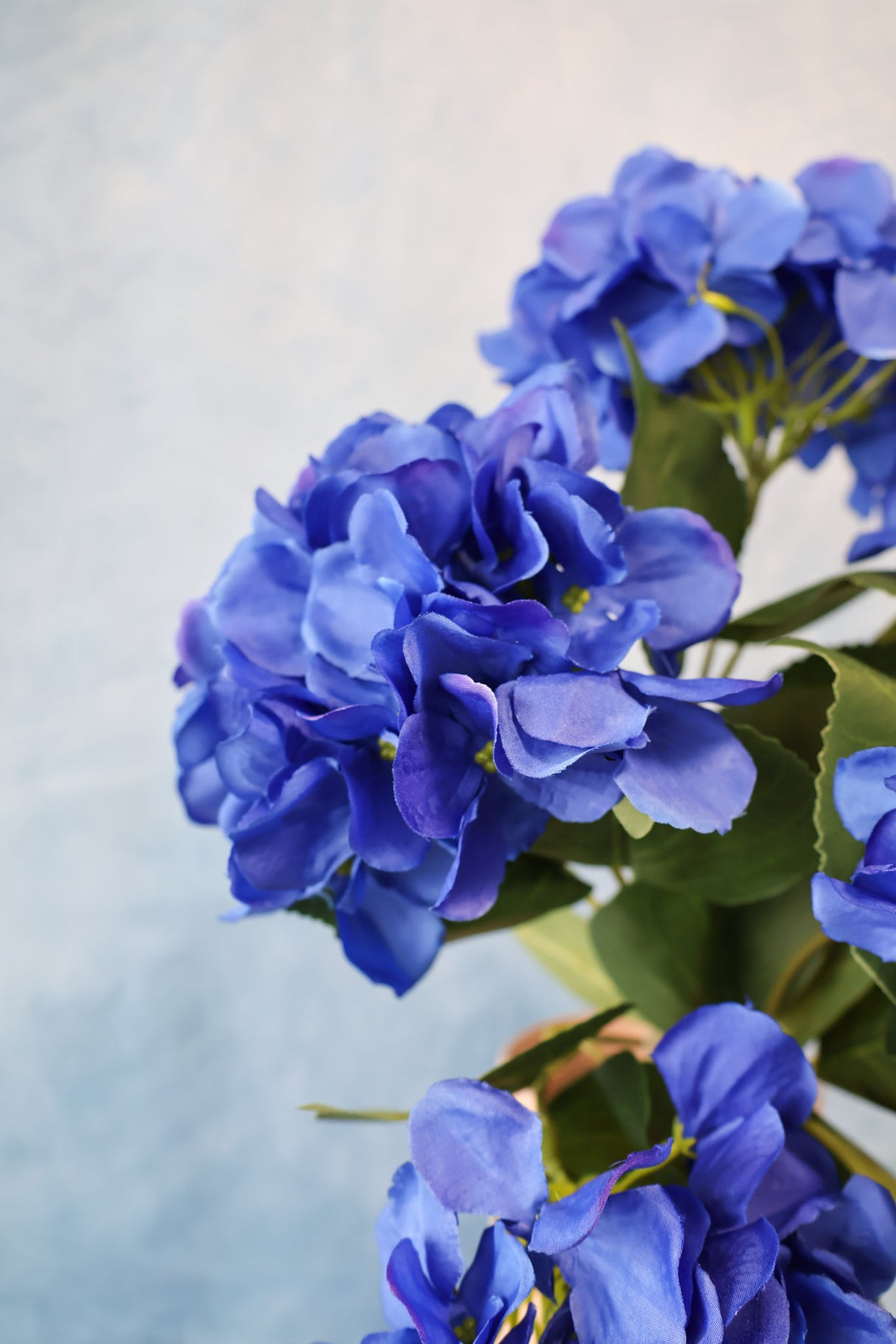 Blue Hydrangea Bush