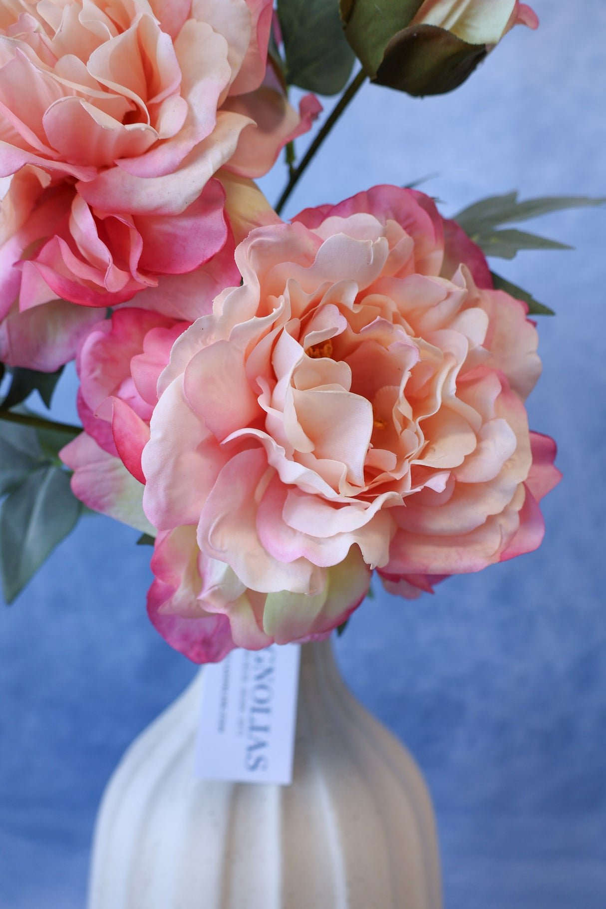 Fresh Pink Peony Stem