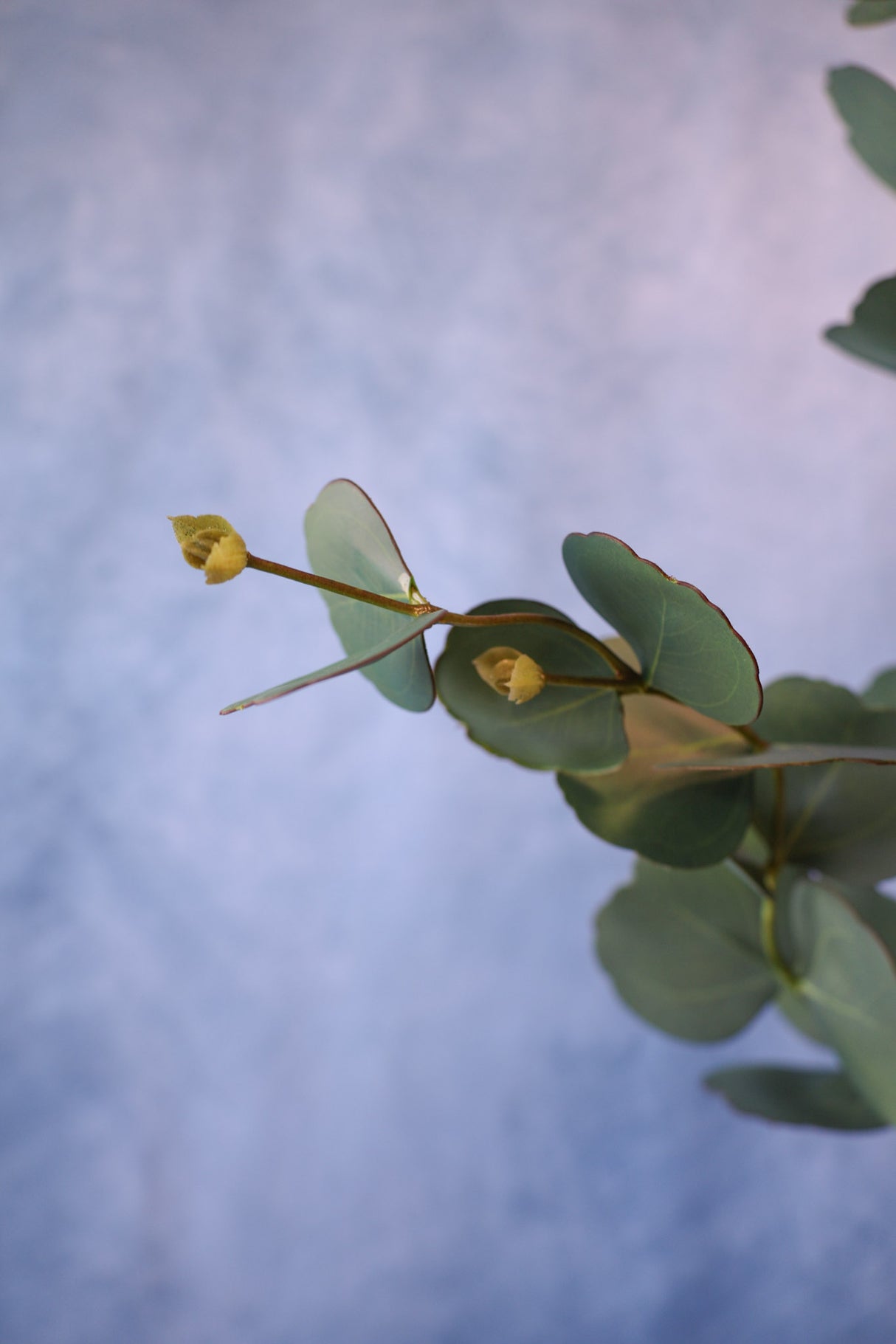 Symphony Eucalyptus Spray