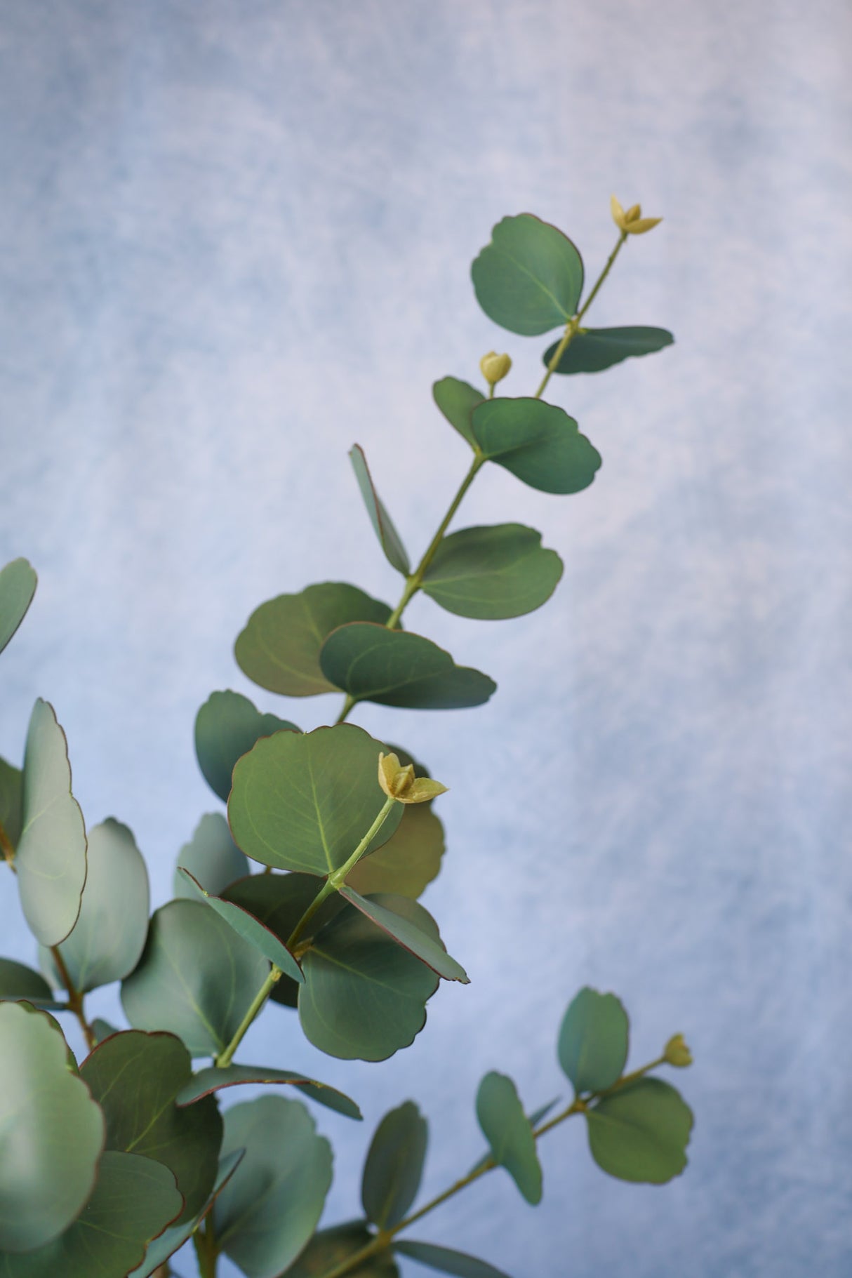 Symphony Eucalyptus Spray