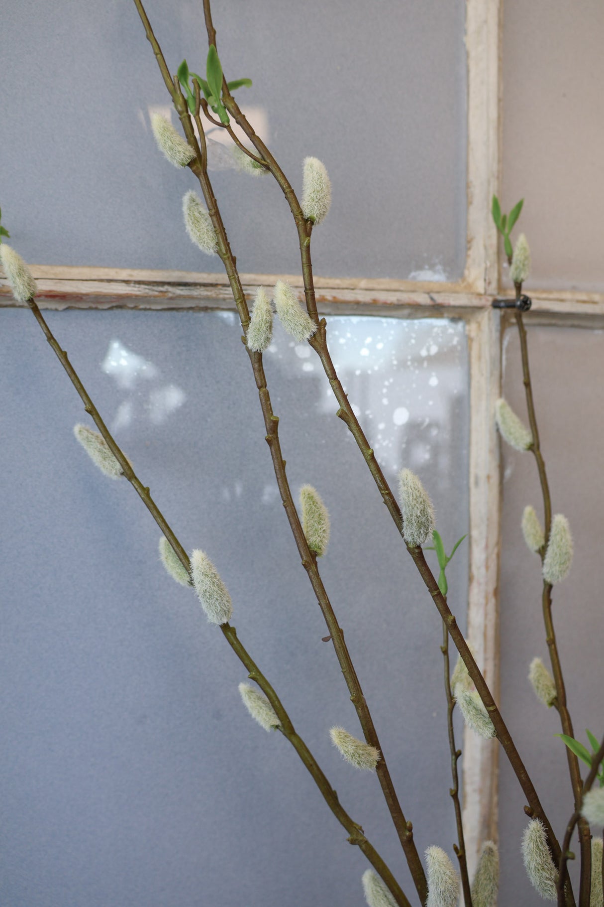 Jumbo Finding Beauty Willow Stem