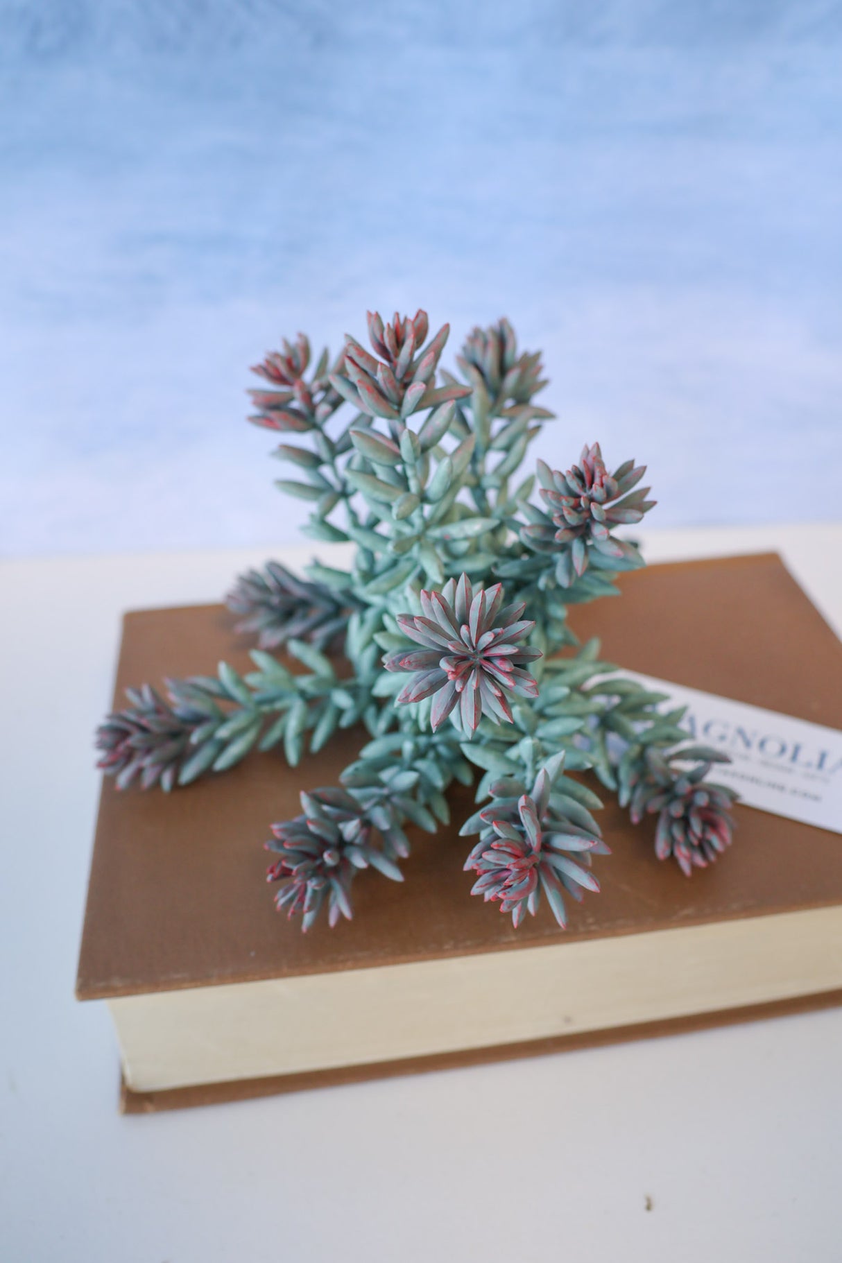 Purple Tip Blue Sedum Succulent