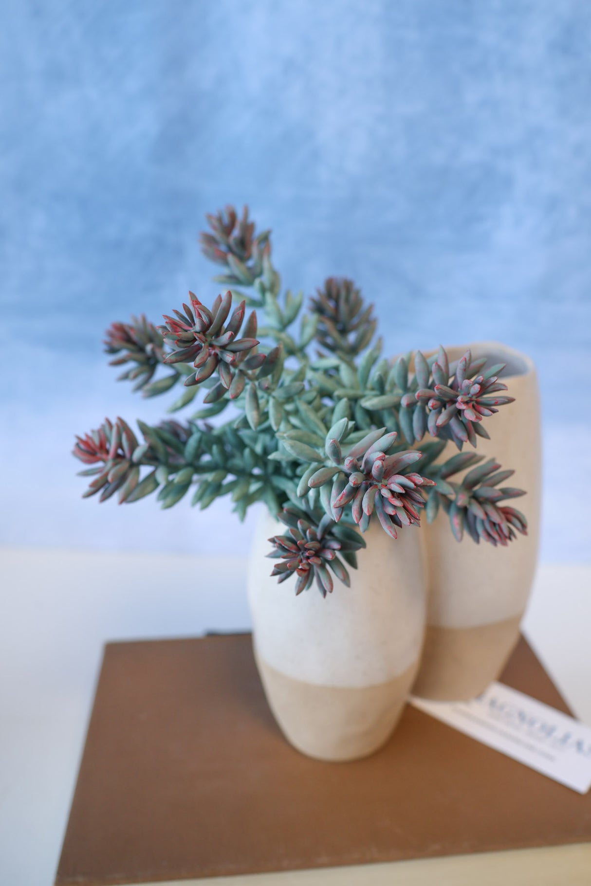 Purple Tip Blue Sedum Succulent