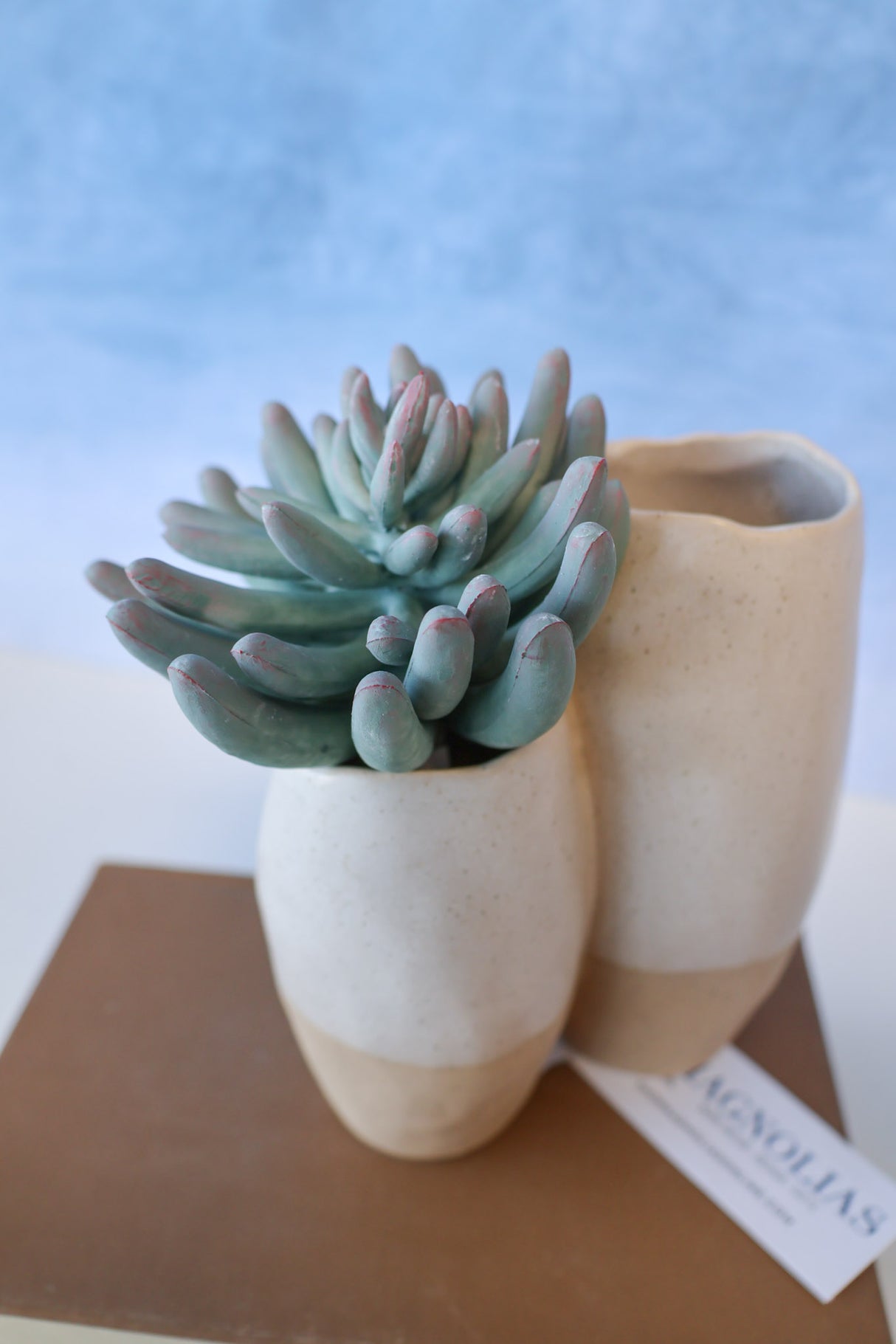 Purple Tip Finger Succulent