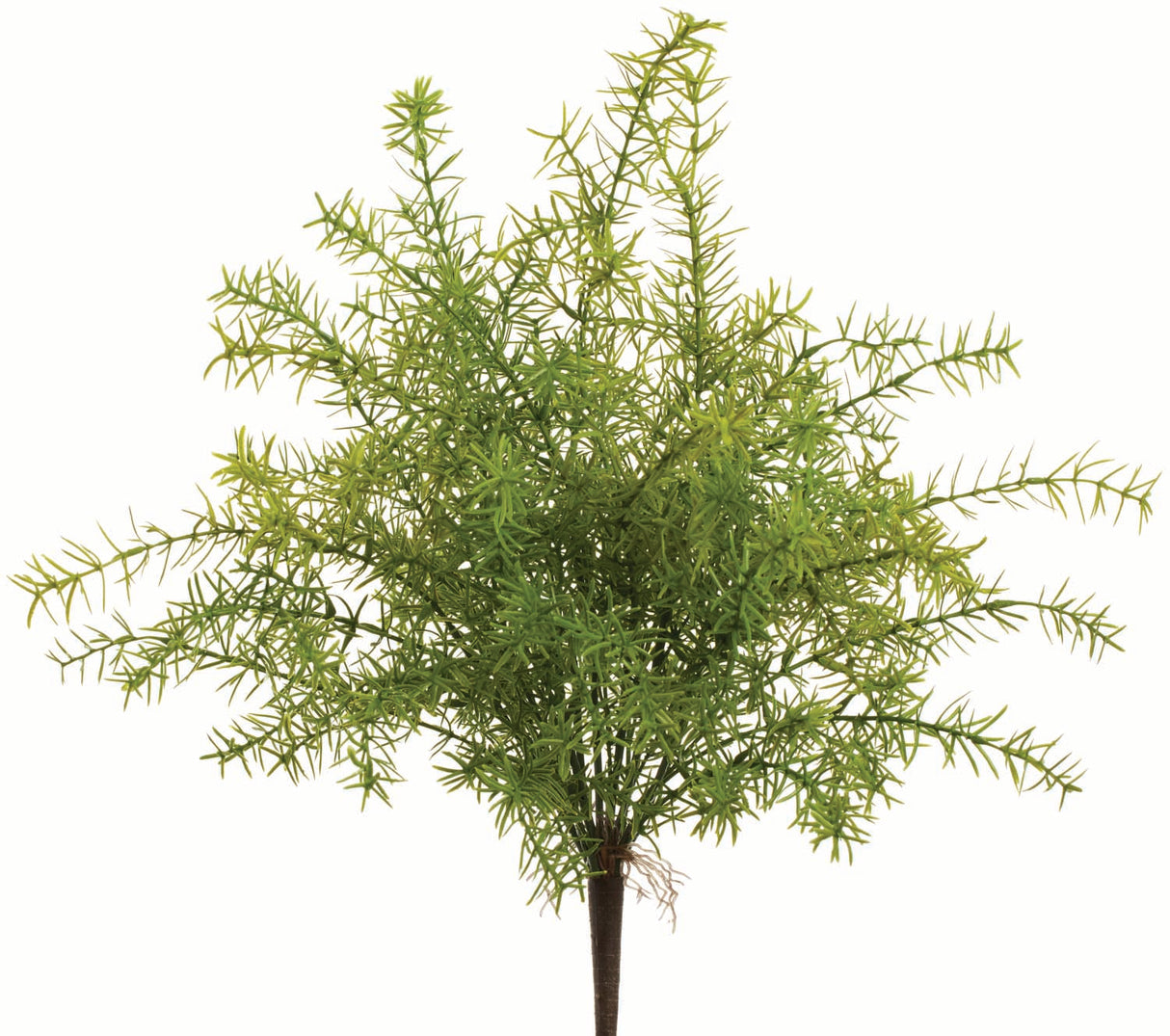 UV Protect Sprengeri Fern Bush