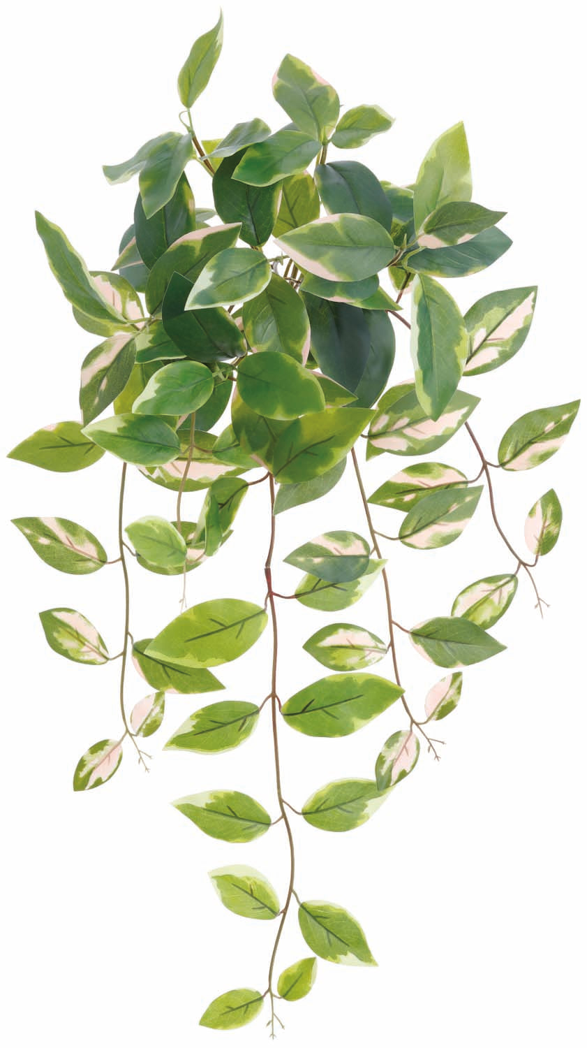 Blushing Hoya Hanging Bush