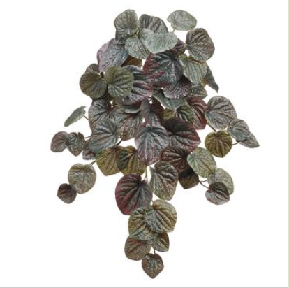 Dark Green Pepperomia Bush