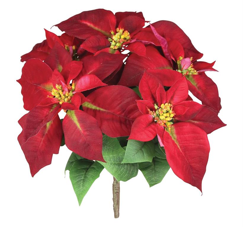 Burgundy Poinsettia Bush