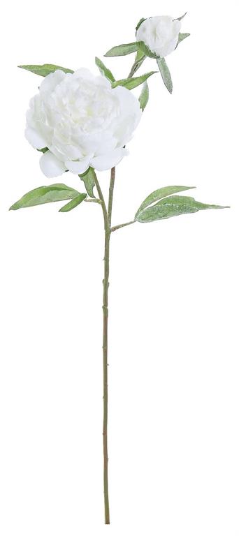 White Frosty Peony