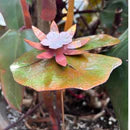 Copper & White Lilypad