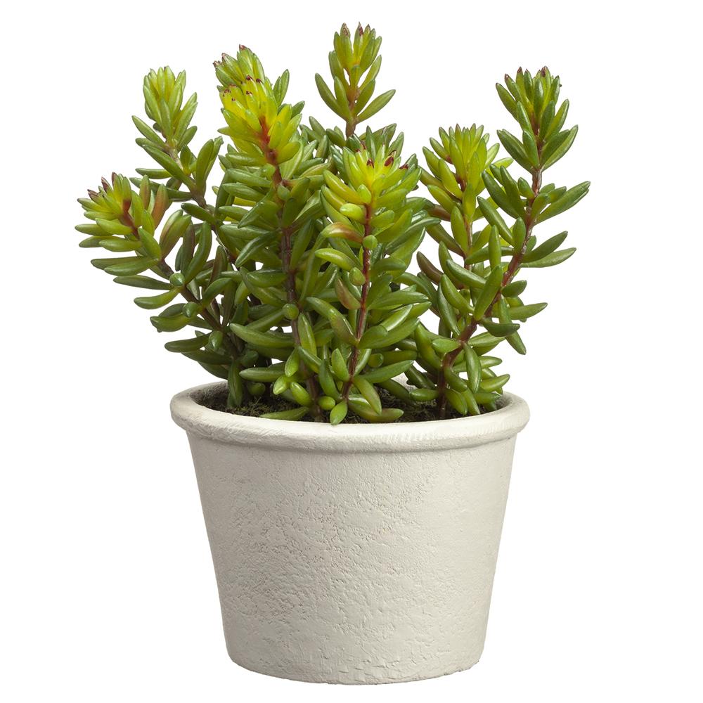 7" Potted Stonecrop Sedum