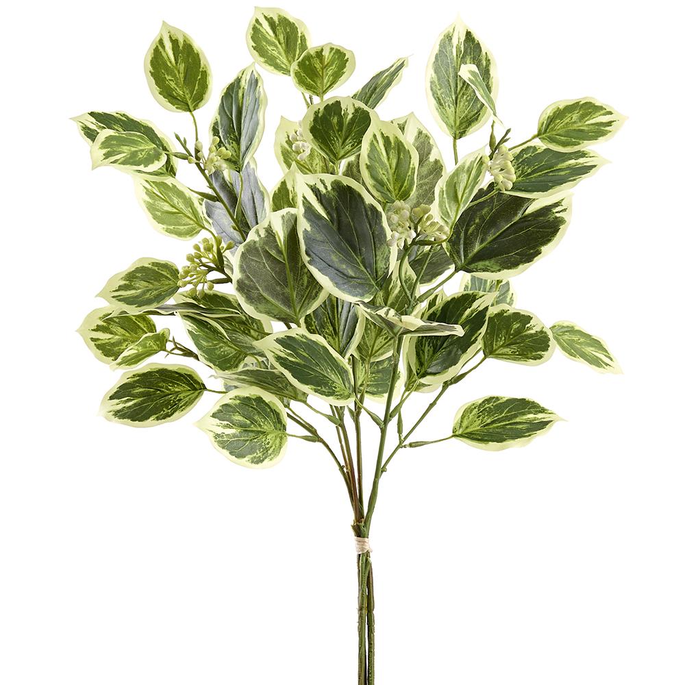 Green Marble Pothos Bundle