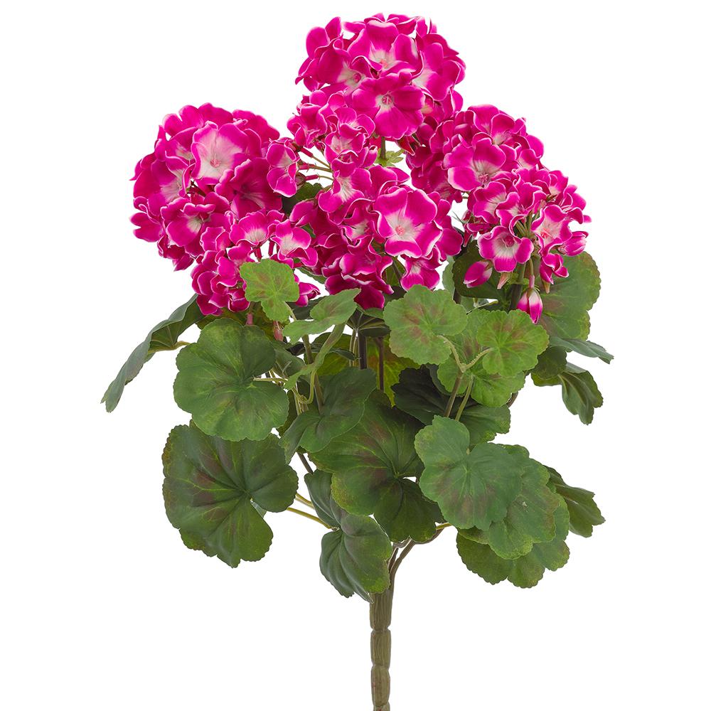 Fuchsia Geranium Bush
