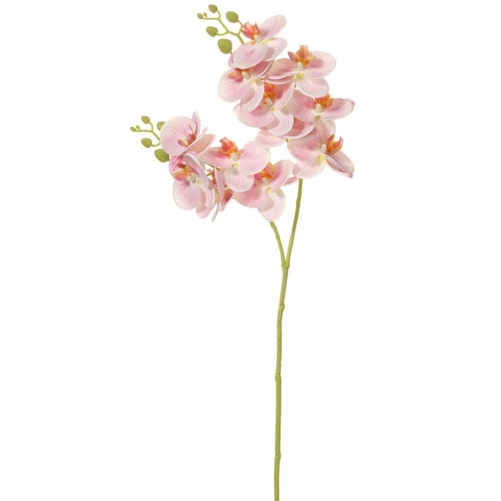 Pink Phalaenopsis Orchid Spray