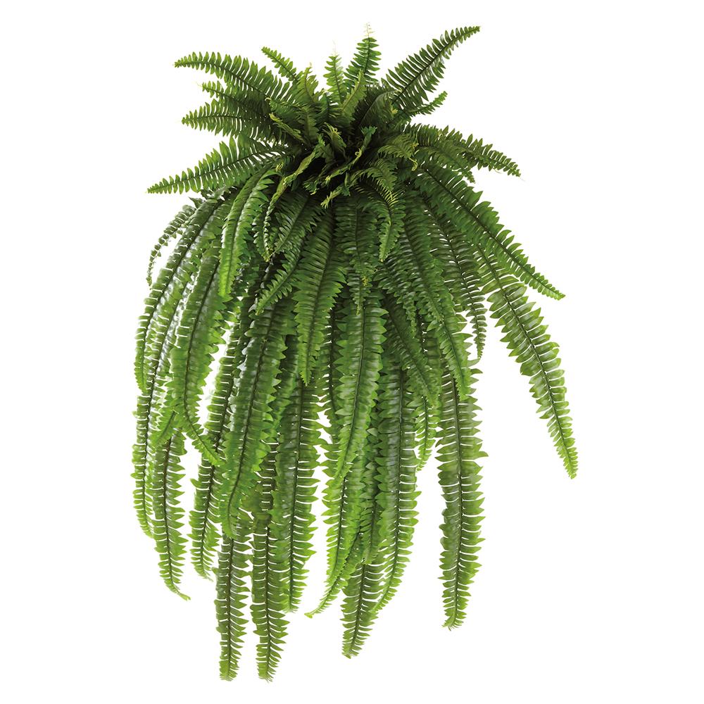 Giant Boston Hanging Fern Bush
